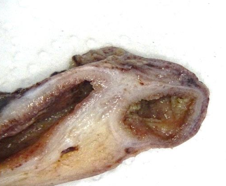 Description of the image